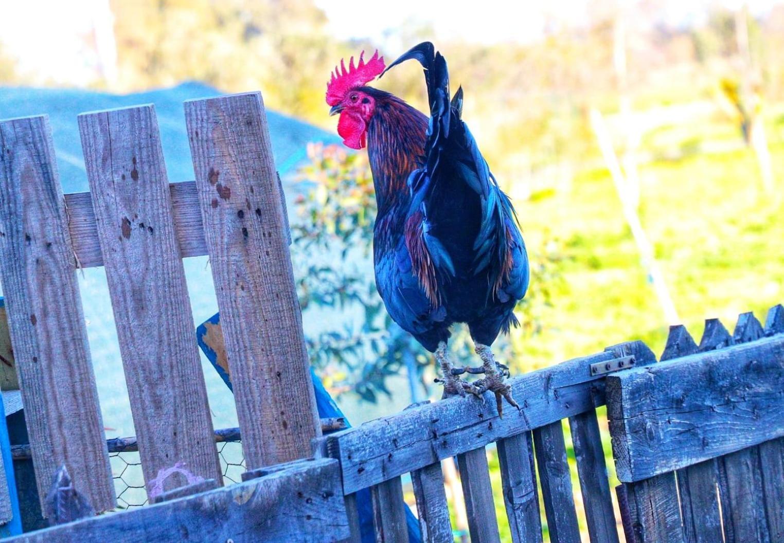 Podere Kiri Dome Experience Decimomannu Bagian luar foto